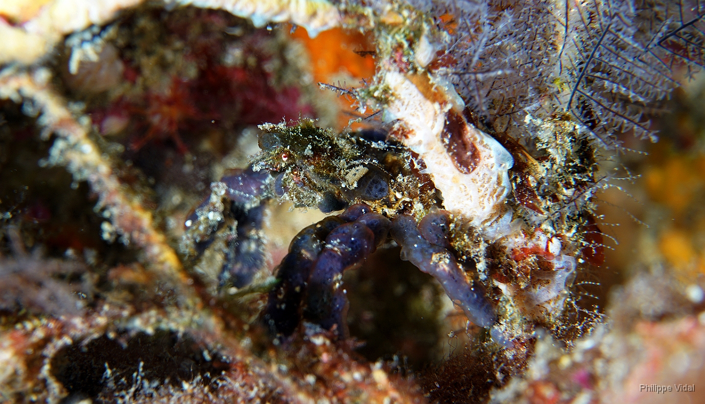 Birmanie - Mergui - 2018 - DSC03256 - Blue orangutan crab - Crabe orang outan bleu - Oncinopus.jpg